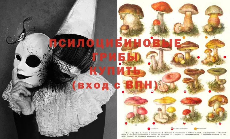 Галлюциногенные грибы Psilocybine cubensis  Багратионовск 